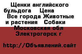 Щенки английского бульдога  › Цена ­ 60 000 - Все города Животные и растения » Собаки   . Московская обл.,Электрогорск г.